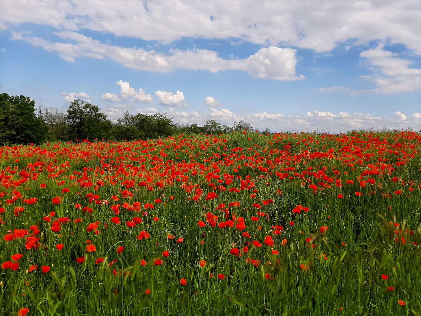 Fleurs