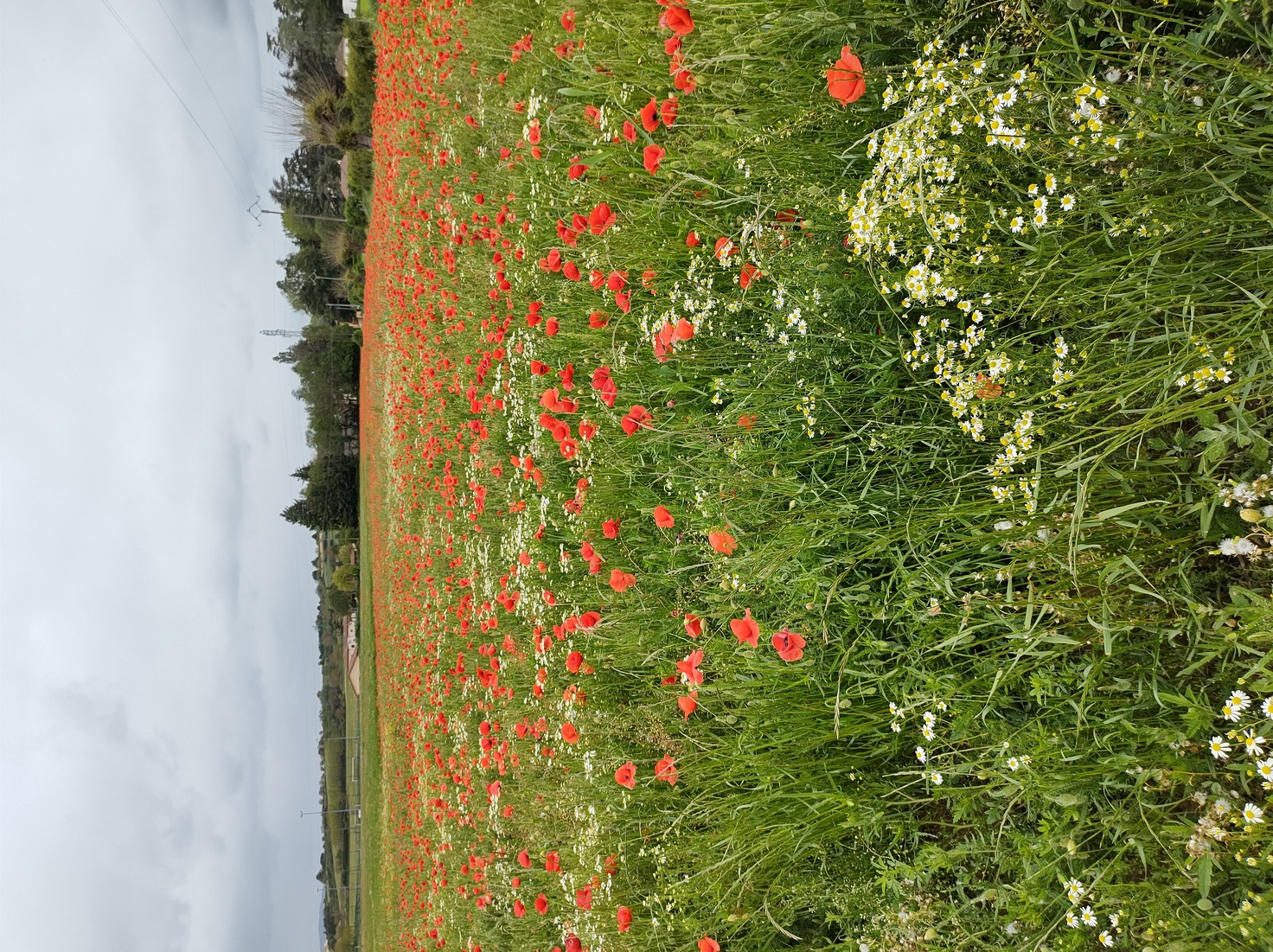 Fleurs